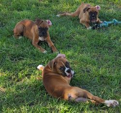 Boxer pups looking for new home