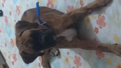 5month old boxer male puppu