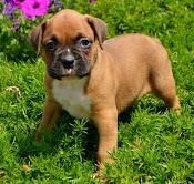 Beautiful Boxer Puppies Only 2 Remaining