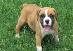AKC Registered Boxer puppies with health papers