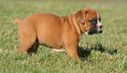 Two Wonderful male and female Boxer puppies