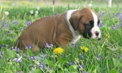 Health Guarantee Purebred Boxer puppies For Sale