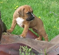 Potty trained Boxer puppies with health guarantee