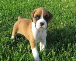 Wonderful male and female Boxer puppies