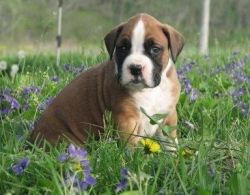 Boxer puppies available very friendly