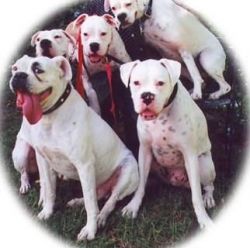 Well trained white boxer puppies