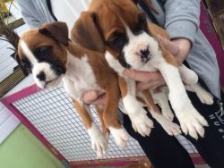 Stunning Boxer Puppies Kc Reg. Girls And Boys