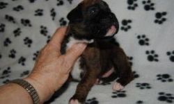 Male and female Boxer puppies for sale