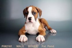 Our Male Boxer Puppy!