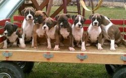lovely boxer puppies for sale