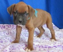 Gentle Male and Female Boxer Puppies Available