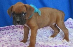 Outstanding Boxer Puppies Available!!!!