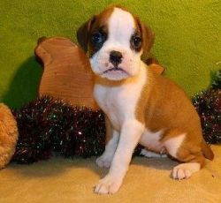 Amazing Boxer Puppies Available