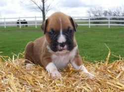 Boxer Puppies ready To Move