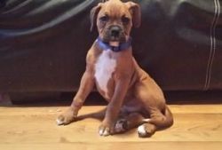 Beautiful Boxer puppies for sale.