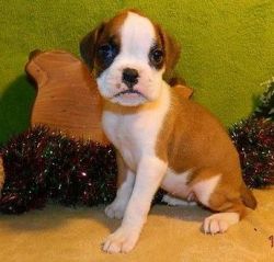 Fawn Flashy Male Boxer Pup