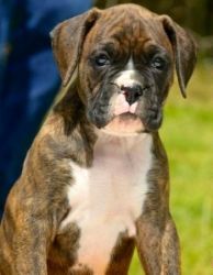 Tiger BoXer Puppies to go