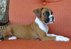 Affectionate Strong Boxer Puppies Outstanding