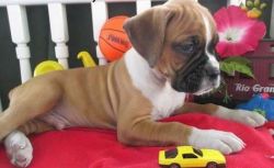 Boxer ginger wonderful puppies now available