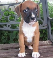 Celebrity And Nice Boxer Puppies