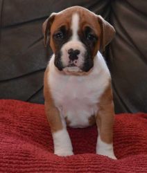 Lovely F/m Brown And White Boxer Puppies For Sale