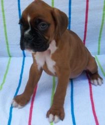 Modest Tiny Boxers Puppies For Loving Homes