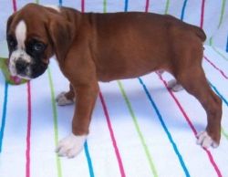 outgoing boxer puppies