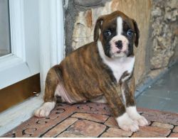 boxer pups male and female available now