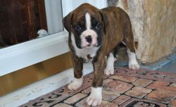Male and Female boxer pups available