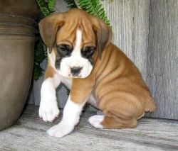 Great Boxer Puppies For Lovers