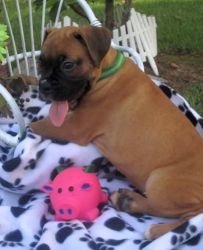 Hgfhf Boxer Puppies For Sale