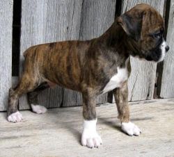 Boxer Bulldogs Ready For A New Home