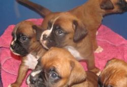 Stunning Boxer Puppies