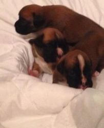 Red And White Boxer Pups