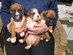 3 Boxer For Sale