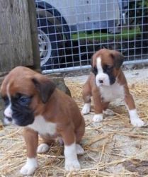 Club Registered Boxer Puppies (xxx) xxx-xxx2 W