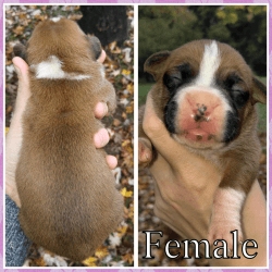 Registered boxer puppies