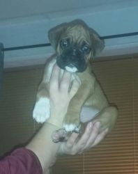 Top Quality Litter Boxer Puppies for sale