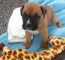 commendable boxer puppies for you now