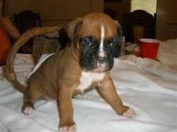 Boxer.. Puppies For Free