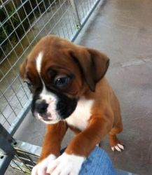 Boxer Puppies for free