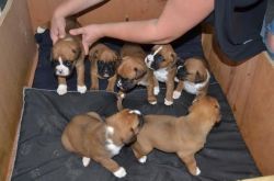 Stunning Full Pedigree Akc Reg Boxer Puppies