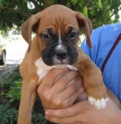 2 Boxer puppies for adoption