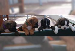 Top Quality Boxer Pups
