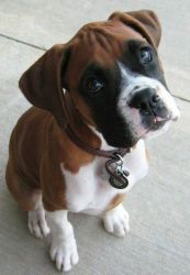 boxer puppies for good home