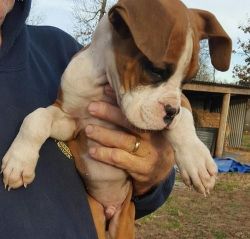 Boxer Puppies Males & Females