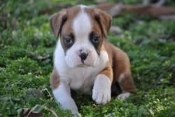 Female and Male Boxer Puppies for sale