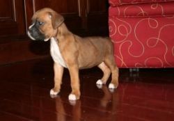 Akc Female And Male Boxer Puppies