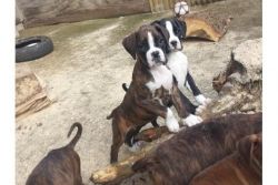 healthy and nice Boxer puppies ready