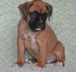 Grand AKC Boxer puppies for sale